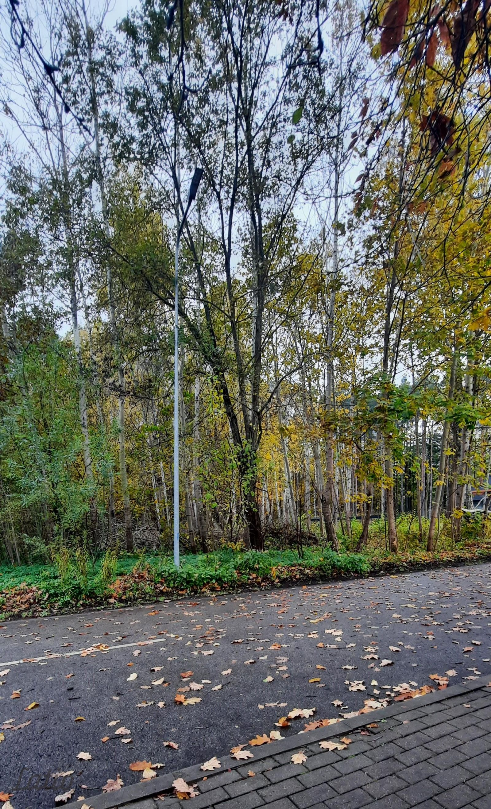 Объявление. Pārdod zemes gabalu Imantas Anniņmuižas parka teritorijā. Saskaņā ar Rīgas teritorijas plānojumu, Цена: 125000 EUR Foto #5