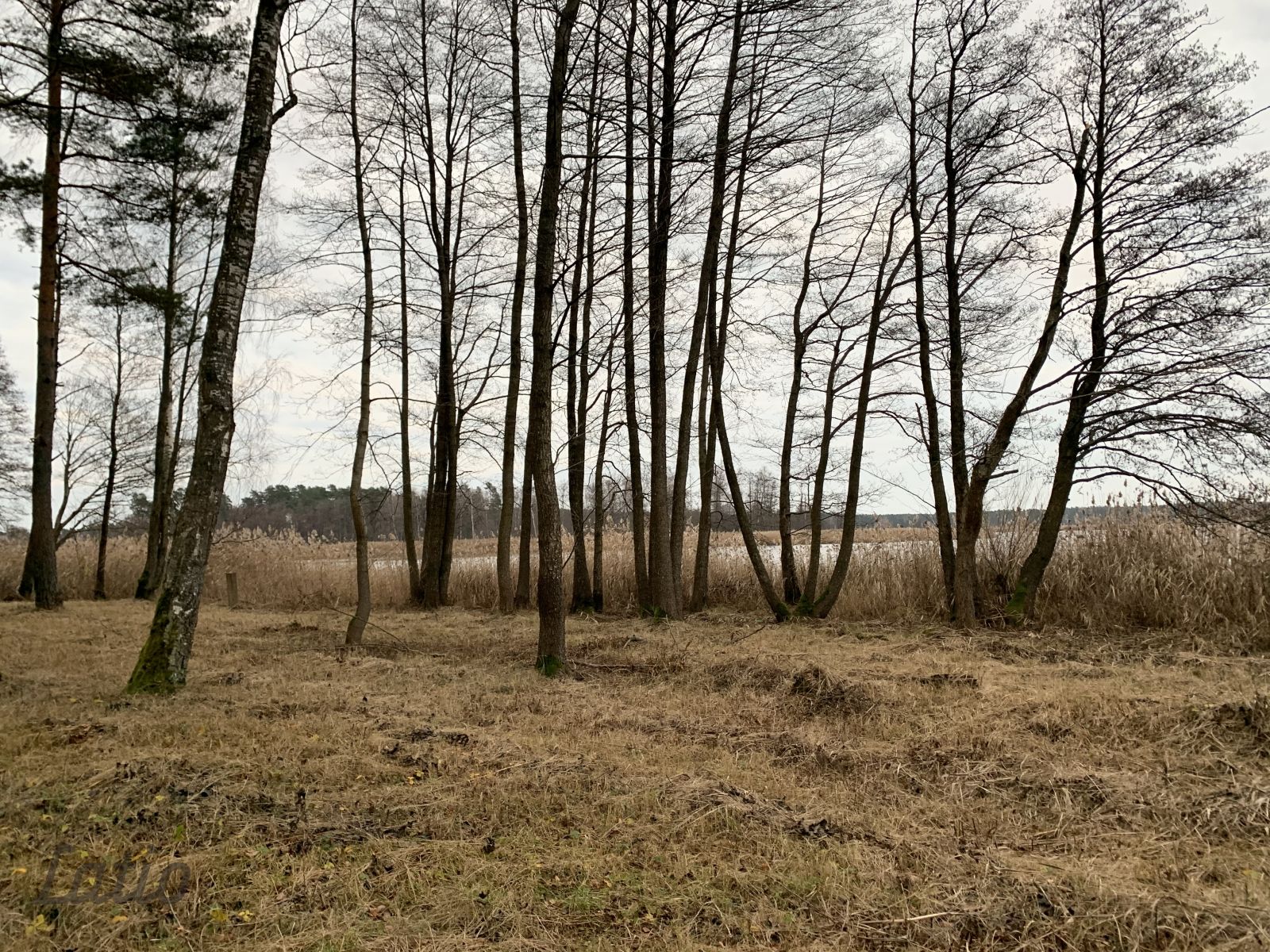 Объявление. Pārdod ekskluzīvu zemes gabalu ar izcilu lokāciju  pašā ezera krastā, ar plašu attīstības Цена: 650000 EUR Foto #5