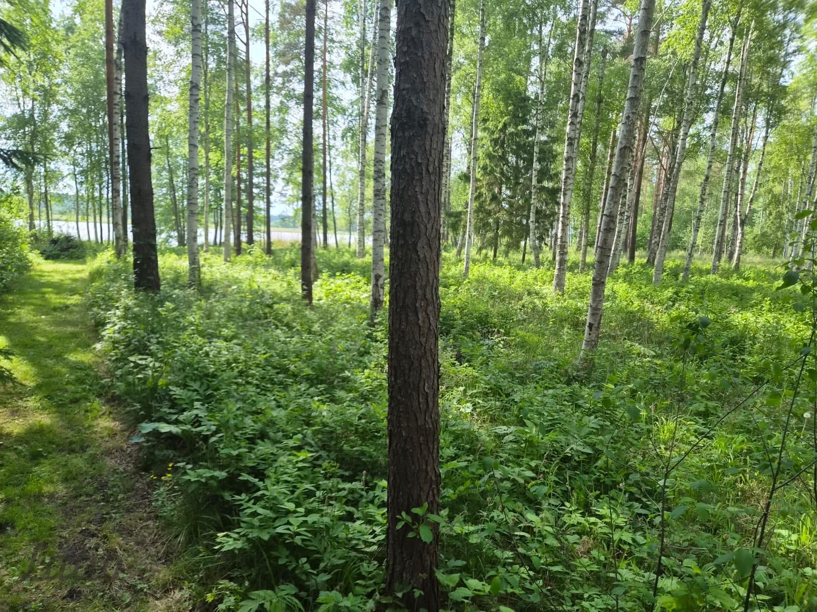 Sludinājumi. Pārdod skaistu, ainavisku zemes vienību Talsu novadā, Ārlavas pagastā ar skanīgu nosaukumu Cena: 45000 EUR Foto #2